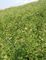 Ιατρική Astragalus σκόνη 98+% Astragaloside 4 ρίζας φυσικό ενεργοποιητής Telomerase